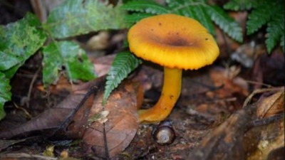 champignons_martinique.jpg